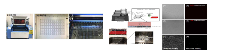 미세유세칩 개발 장비 및 미세유세칩 안에 HUVEC 세포 배양