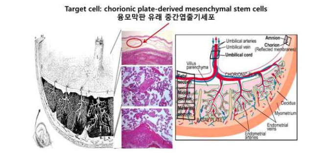 융모막판유래 태반줄기세포의 해부학적 위치
