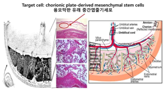 융모막판 유래 중간엽줄기세포 해부학적 위치