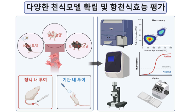 1단계 연구 요약: 다양한 천식 모델 확립 및 항천식효능 평가