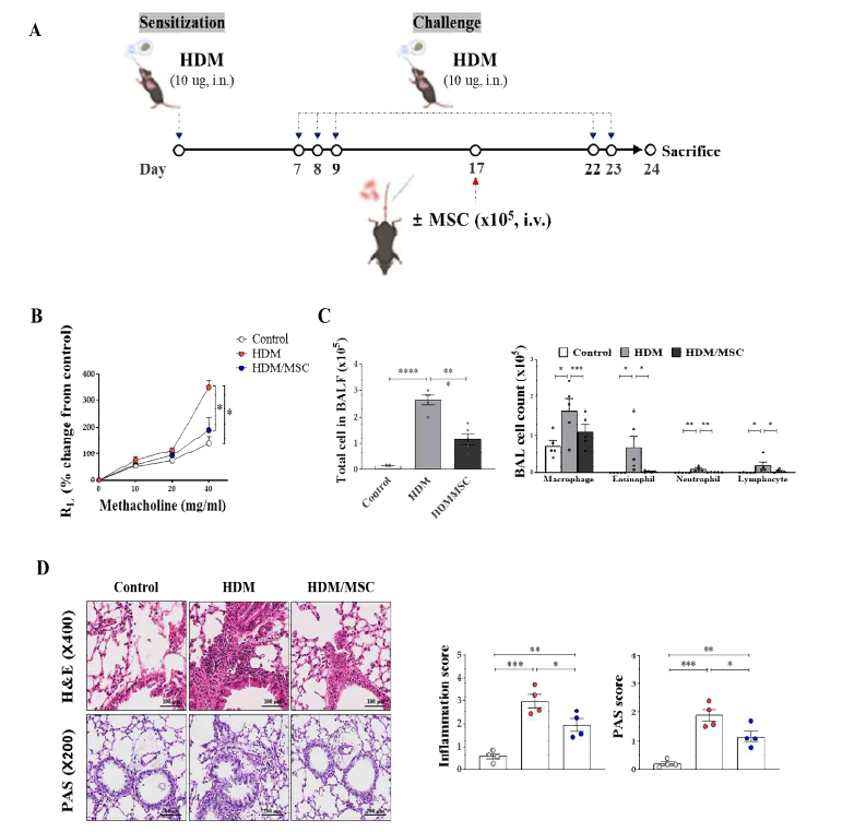 MSC 투여에 따른 HDM 모델 폐 내 천식 개선 효과