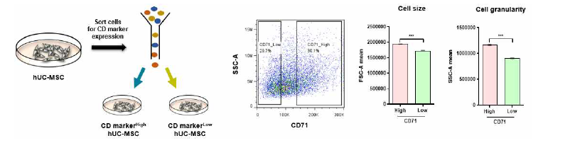 “후보 마커 D (CD71)” 발현량에 따른 세포 구분 및 세포 크기 확인