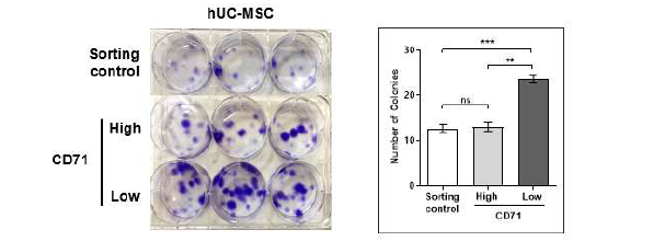 “후보 마커 D (CD71)” 발현량에 따른 줄기세포능의 변화