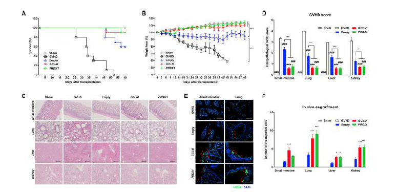 CREB1-NRF2 기전 in vivo 유효성 평가