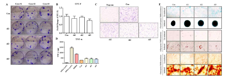 TF2 KD UC-MSC#144의 in vitro 기능 평가