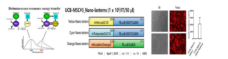 UC-MSC의 in vivo 생착률을 확인하기 위한 optical imaging 기법