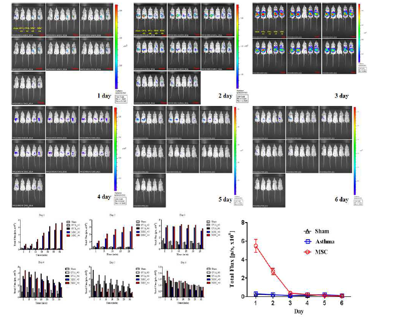 새로 확립한 optical imaging 기법의 의한 MSC의 in vivo 생착률 평가