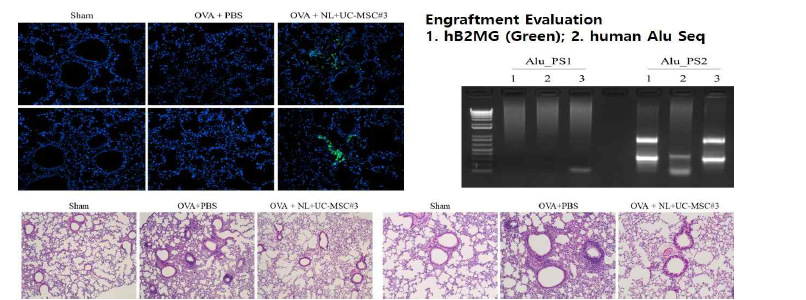 in vivo 생착률 평가법을 검증하기 위한 폐포 조직내 hB2MG staining 결과