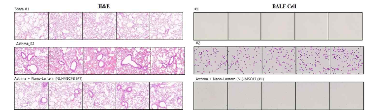 LPX-MSC와 naive MSC의 세포 치료 효능 비교