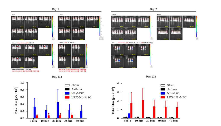 LPX-MSC와 naive MSC의 in vivo 생착률 비교