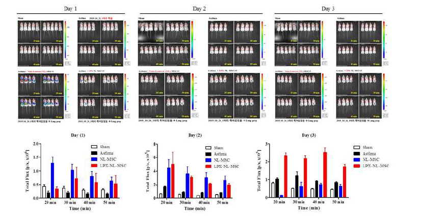 LPX-MSC의 in vivo 생착률 증가 확인