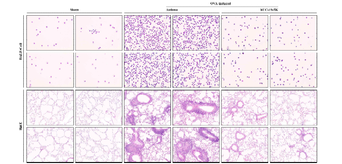 Asthma stem cell 효능평가 & Histology 정량 평가