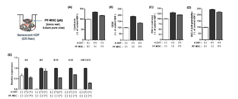 세포 노화 모델에 PF-MSC의 효능 평가