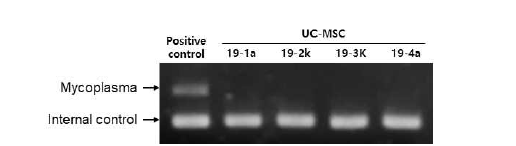 마이코플라스마 부정시험 결과