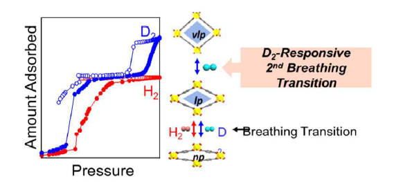 호흡 현상을 보이는 플렉시블 금속-유기 골격체(의 기공에서 오직 중수소 흡착에 의해서만 2차 호흡이 발생 되는 모습: 극저온에서 수소 기체에 노출됐을 때, 작은 기공(2.6Å)에서 큰 기공(6.7Å)으로 1차 호흡에 의한 구조가 변한다. 이는 수소 중수소 모두에게 동시에 일어하는 현상이다, 이후 중수소 흡착에 의해서만 두 번째 호흡이 발생 하고 구조가 더 큰 기공(8.6Å)으로 확장되는 것을 새롭게 발견 하였다