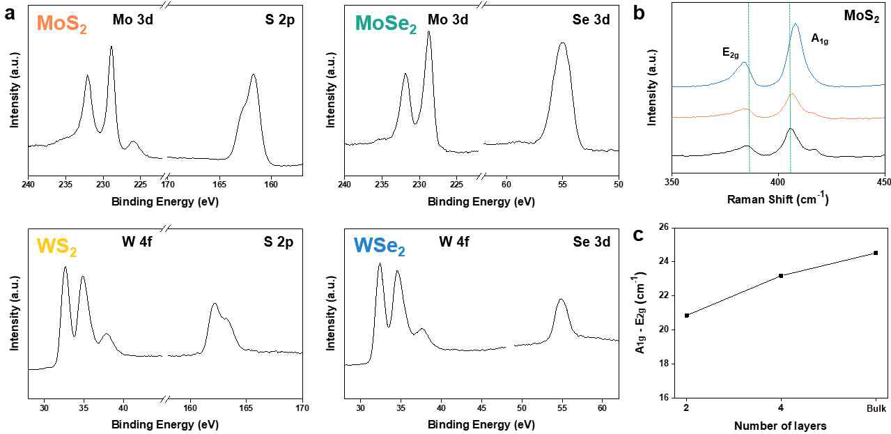 합성된 TMDs의 화학적 성분 분석 및 두께 분석. (a) XPS 분석을 통한 TMDs의 화학성분 분석, (b) MoS2 두께에 따른 Raman peak 변화 및 (c) Raman peak 간 거리를 통한 MoS2 두께 분석