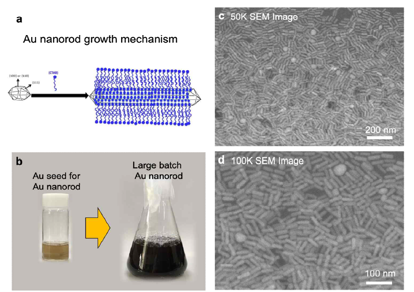 (a) 금나노막대(Au nanorod) 의 성장 원리. (b) 5 nm 금나노 시드로 부터 대량 합성된 금나노막대 용액. (c-d) 금나노막대의 전자현미경(SEM) 이미지. (c) 5만 배율 이미지. (d) 10만 배율 이미지