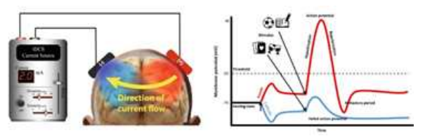 . tDCS의 작동원리. tDCS는 전극의 위치, 자극의 세기, 자극 시간, 자극 회수, 자극 경사도에 대한 지표들을 세팅 하여 자극의 성질을 결정하고, Resting state 전위를 변화시켜 Action potential을 촉진하거나 억제하는 작용을 함