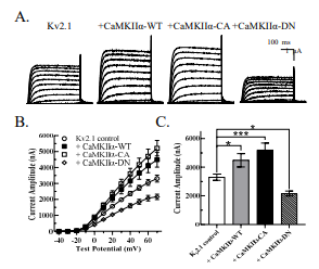 CaMKIIα에 의한 Kv2.1의 current 영향