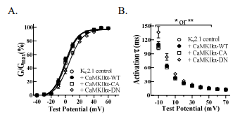 CaMKIIα의 Kv2.1에 대한 전기생리학적 활성 조절