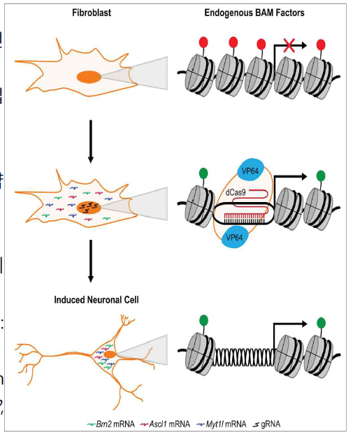 CRISPR/Cas9 기반 후성유전학적 재 프로그래밍을 통한 세포 형태전환