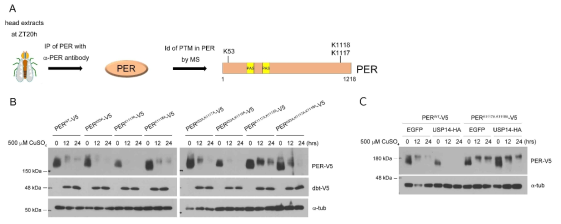 PER 유비퀴티네이션 잔기 발굴 및 변이 PER 단백질에 대한 USP14의 기능 확인 (A) PER 단백질 내 유비퀴티네이션 잔기 발굴 (B) 정상 및 각각의 변이 PER 단백질의 안정성 평가 (C) 변이 PER 단백질의 안정성에 대한 USP14의 기능 확인