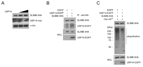 USP14 단백질과 slimb 단백질의 관계 규명 (A) slimb 단백질의 안정성 평가 (B) 면역침강법 을 통해 USP14 단백질과 slimb 단백질의 결합을 확인함 (C) USP14 단백질의 과발현에 의한 slimb 단백질의 유비퀴틴화 확인