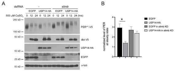PER 단백질의 안정성에 대한 USP14, slimb 단백질의 상관 관계 규명 (A) slimb 단백질의 존재 유무에따른 PER 단백질의 분해에 대한 USP14의 기능 평가 (B) 각각의 군에서 PER 단백질의 안정성을 정량화함