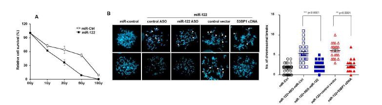 miR-122에 의한 염색체 불안정성 조절
