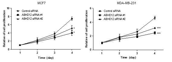 ABHD12가 결핍된 MCF-7, MDA-MB-231 세포의 세포 분열능 관찰