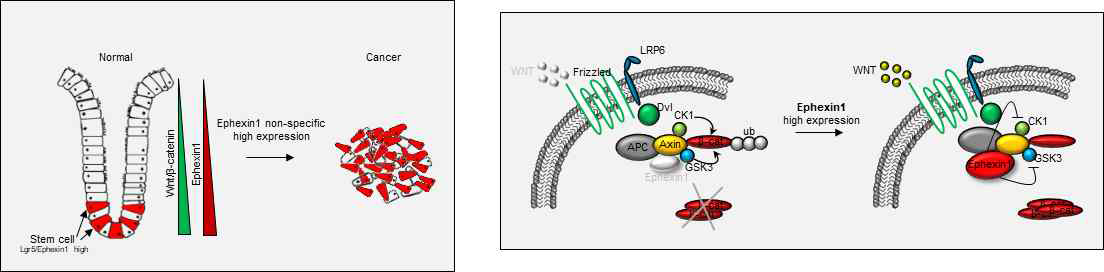 대장암 진행과 관련된 Ephexin1에 의한 Wnt 활성조절 hypothesis