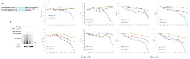 Decoy 펩타이드 길이에 따른 항암 치료효과 비교