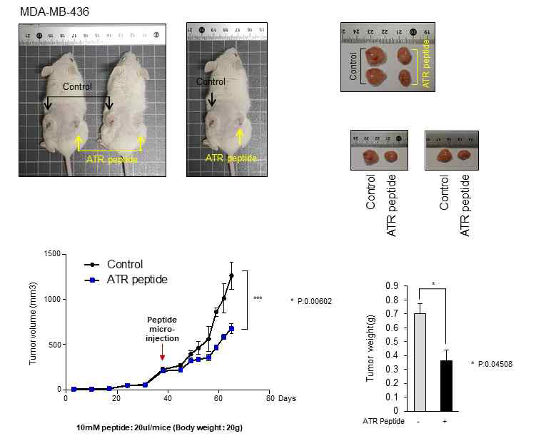 ATR neddylation 억제 Decoy 펩타이드의 항암 치료효과 (in vivo)