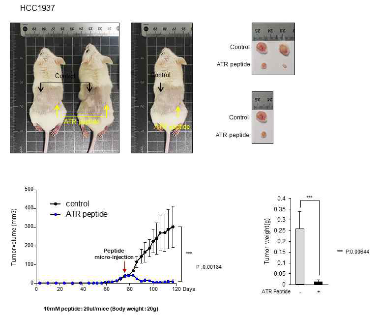 ATR neddylation 억제 Decoy 펩타이드의 항암 치료효과 (in vivo)