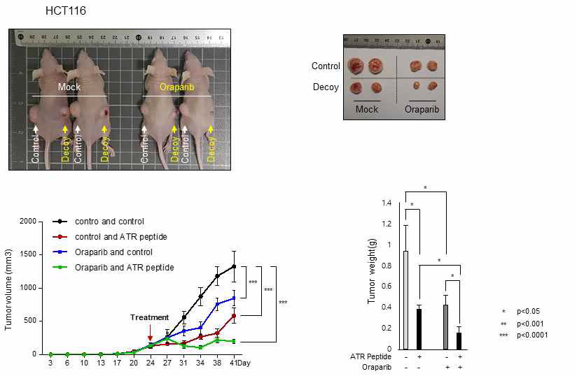 ATR neddylation 억제 Decoy 펩타이드와 PARP억제제 병용투여에 의한 항암 치료효과 (in vivo)Decoy 펩타이드 길이에 따른 항암 치료효과 비교