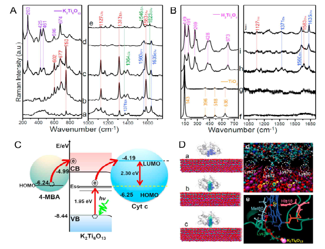 두 개의 다른 파장 (A: 532 nm, B: 633 nm)에서 얻은 K2Ti6O13, H2Ti3O7, TiO2의 나노구조 위의 Cyt c의 SERS 스펙트럼. 4-MBA에서 K2Ti6O13로, K2Ti6O13에서 Cyt c로의 전자 전달 모식도. K2Ti6O13와 Cyt c의 상호작용과 전자 전달 MD 시뮬레이션