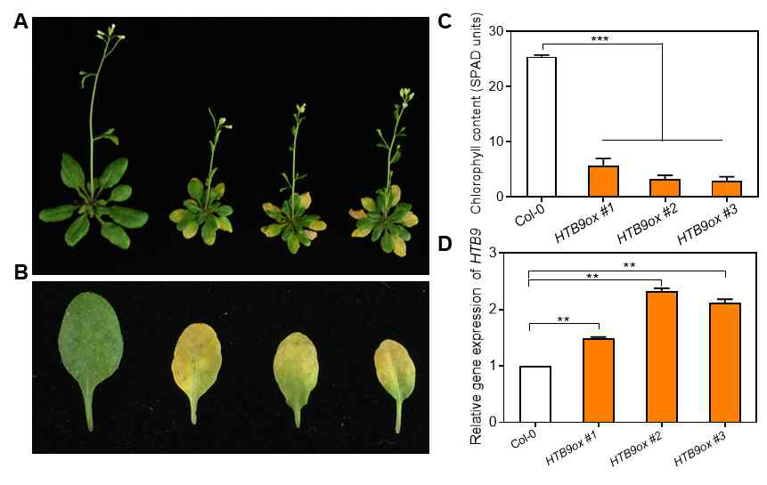 HTB9 과발현체의 노화표현형. (A) 야생형(Col-0) 및 HTB9 과발현체의 6주차 식물 노화 표현형; (B) 야생형(Col-0) 및 HTB9 과발현체의 6주차 식물의 4번째 잎의 노화 표현형; (C) 야생형(Col-0) 및 HTB9 과발현체의 6주차 식물의 4번째 잎의 엽록소 함량; (D) 야생형(Col-0) 및 HTB9 과발현체의 RT-qPCR을 통한 HTB9의 발현양.