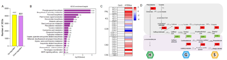 RNA-seq과 KEGG 분석을 통한 HTB9-regulated signaling pathway 분석. (A) HTB9 과발현체에서 발현이 변화한 유전자의 수; (B) KEGG 분석을 통한 HTB9 과발현체에서 발현이 증가한 유전자(4,137개)들의 metabolic pathway 분석; (C) 야생형(Col-0) 및 HTB9 과발현체에서의 리그닌 생합성의 주요 유전자들의 발현에 대한 heatmap; (D) 리그닌 합성 경로 및 관련 핵심 유전자들의 발현을 나타내는 모식도 (Red & Green: 증가 & 감소하는 유전자 발현, H, G, 그리고 S는 리그닌의 대표적인 형태를 나타냄)