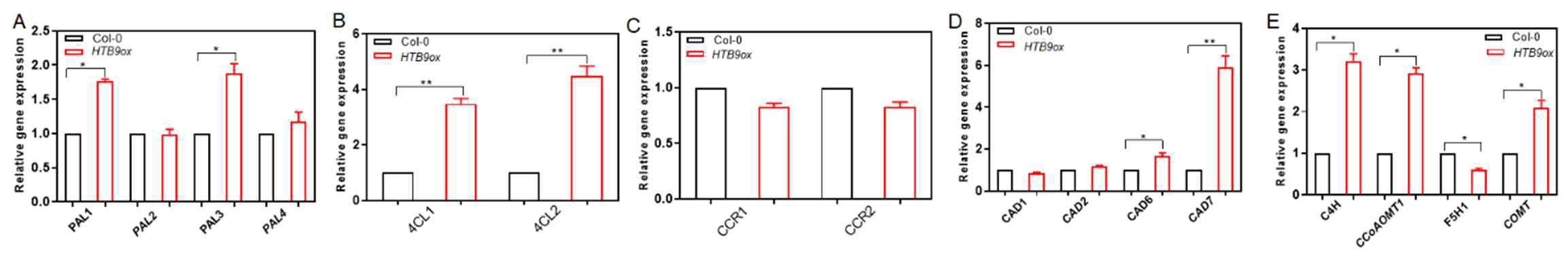 야생형(Col-0)과 HTB9 과발현체에서 리그닌 생합성에 관여하는 주요 유전자들의 발현 비교 분석. (A-E) PAL1/23/4, 4CL1/2, CCR1/2, CAD1/2, CAD6/7, C4H, CCoAOMT1, F5H1, COMT 유전자들의 야생형과 HTB9 과발현체에서의 상대적 발현 정도