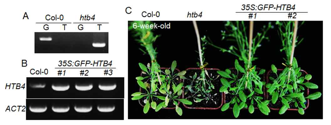 HTB4 돌연변이체 및 과발현체의 노화 표현형. (A) htb4 T-DNA 삽입변이체 확인; (B) HTB 과발현체(35S::GFP-HTB4) 확인; (C) 야생형, htb4 돌연변이체, HTB4 과발현체 식물체에서 노화표현형