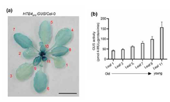 HTB4pro-GUS/Col-0에서 잎의 나이에 따른 HTB4의 발현양. (A) 21일차 식물체에서 HTB4 발현을 관찰을 위한 GUS staining 결과; (B) 나이에 따른 잎에서의 GUS 활성도에 대한 분석 결과.