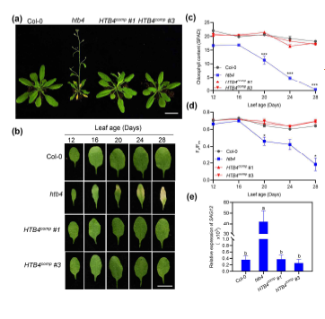 HTB4 돌연변이체 및 과발현체의 잎의 나이에 따른 노화표현형(심화). (A) 24일차 야생형, htb4 돌연변이체, HTB4 과발현체 식물체에서의 노화표현형; (B) 야생형, htb4 돌연변이체, HTB4 과발현체의 4번 잎의 표기된 날짜에 따른 노화표현형; (C-E) 야생형, htb4 돌연변이체, HTB4 과발현체 식물체 잎의 엽록소 함량, 광합성 효율, SAG12의 발현 비교