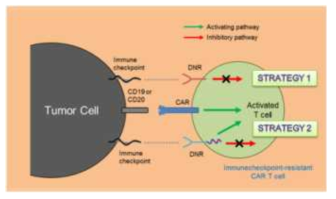 암세포 매개 immuecheckpoint 저항성 CAR-T 세포 전략