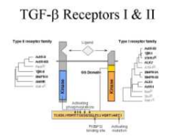 TGF-β & TGF-β receptor의 신호전달 메커니즘