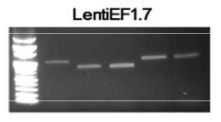 LentiEF1.7 벡터를 이용하여 제조한 렌티바이러스의 전체 유전자 안정성 확인