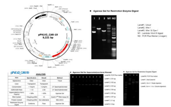 pPVLV_CAR-19 유전자 도입 벡터의 유전자 지도 및 제한효소 처리에 의한 염기서열 확인