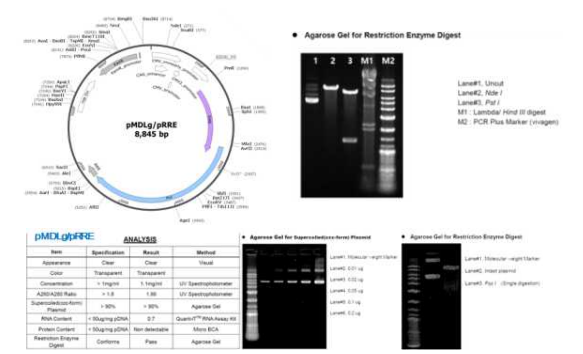 pMDLg/pRRE packaging 플라스미드의 유전자 지도 및 제한효소 처리에 의한 염기서열 확인