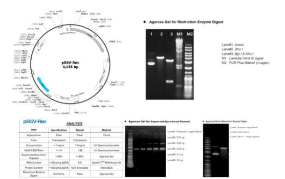 pRSV-Rev packaging 플라스미드의 유전자 지도 및 제한효소 처리에 의한 염기서열 확인