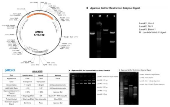 pMD.G envelope 플라스미드의 유전자 지도 및 제한효소 처리에 의한 염기서열 확인