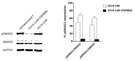 TGF-β 재조합 단백질 첨가에 따른 pSMAD2 signal 확인